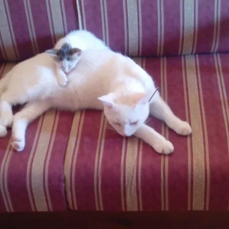 Lantgård Pia Cornelia Paceco